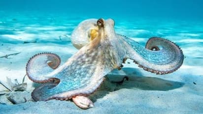 നീരാളിക്കും കൊഞ്ചിനുമെല്ലാം വേദനയറിയാം, നിയമത്തിലൂടെ സംരക്ഷിക്കണമെന്ന് ആവശ്യം, ജീവനോടെ കയറ്റുമതി ചെയ്യരുത്?