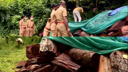 മുട്ടിൽ മരം മുറി കേസ്; അന്വേഷണത്തിൽ വനം വകുപ്പിൽ ഭിന്നത, സർക്കാരിന് ഇരട്ടത്താപ്പെന്ന് ആരോപണം