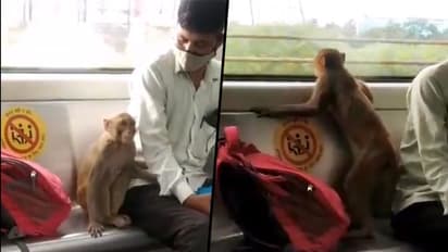 Monkey enjoys ride in Delhi Metro with Passengers; watch this viral video