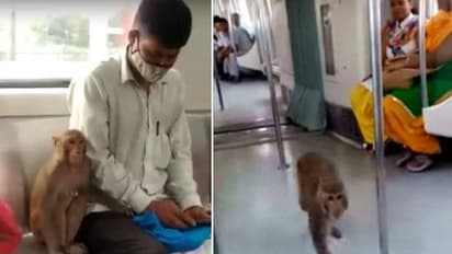 മെട്രോയില്‍ കയറിയ കുരങ്ങന്‍, ഒടുവില്‍ യാത്രക്കാരന്‍റെ അടുത്ത് ഇരിപ്പും, വൈറലായി വീഡിയോ