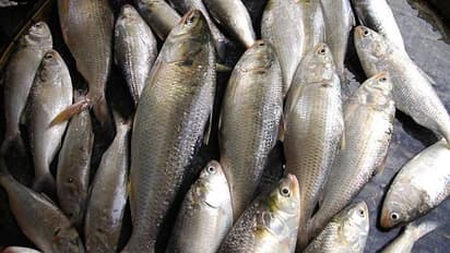 বিকল্প আয়ের পথ, অভিনব পদ্ধতিতে ইলিশ চাষ করুন পুকুরে