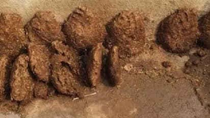 800 കിലോഗ്രാം ചാണകം മോഷണം പോയി; പരാതിയില്‍ പൊലീസ് കേസും