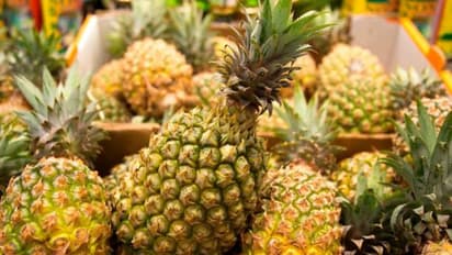 പുനലൂരിലെ കൈതച്ചക്കകൾക്ക് രാജ്യതലസ്ഥാനത്തും പ്രിയമേറെ