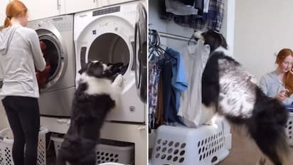 Dog helps human to do her laundry; internet goes awe, watch video