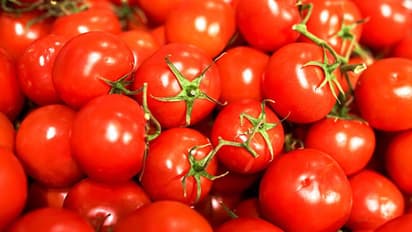 অল্প দিনেই পচে যাচ্ছে টমেটো? এই উপায়গুলি মেনে চললে অনেক দিন থাকবে তরতাজা