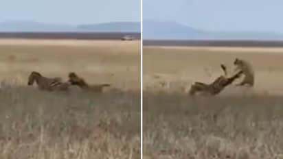 Zebra kicking away lioness while hunting goes viral; watch the video