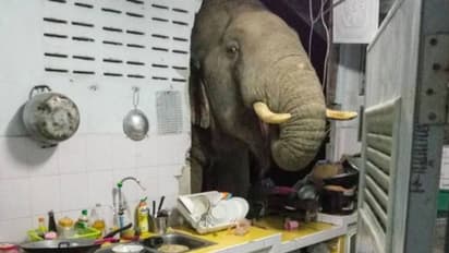 വിശന്നാലെന്ത് ചെയ്യും, അടുക്കളയിൽ കയറി ഭക്ഷണം തിരഞ്ഞ് ആന