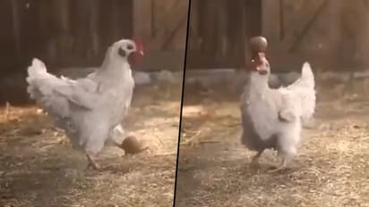Rooster Performs Cool Stunts With Egg; Netizens ask if it is 'trained by Cristiano Ronaldo'
