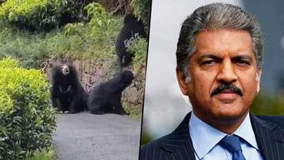 Watch: Bear charges towards a bike; Anand Mahindra shares this viral video
