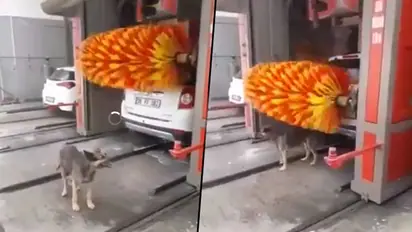 Dog makes maximum use of brush rollers of cars; Harsh Goenka shares viral video