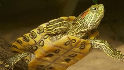 সব মাছ গিলে খায়, আমেরিকার রাক্ষুসে কচ্ছপের দেখা মিলল সুন্দরবনে