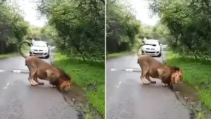 Video of Gir National Park's Asiatic lion in Gujarat welcoming monsoon goes viral again