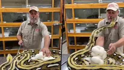 Zookeeper Gets Bitten by Giant Python on the Face; Watch Horrifying Moment Caught On Camera