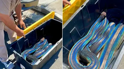 Incredible rainbow reticulated python leaves internet in awe; watch the video