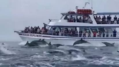 നൂറുകണക്കിന് ഡോൾഫിനുകൾ പങ്കെടുക്കുന്ന മത്സരമോ? കൗതുകമായി വീഡിയോ