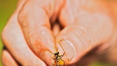 Amazing home remedies to treat bee sting