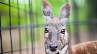 ചൈനീസ് കമ്പനികള്‍ കണ്ണുരുട്ടി,  കാട്ടുമൃഗങ്ങളെ  വളര്‍ത്തി വിറ്റു കാശാക്കാന്‍ നേപ്പാള്‍!