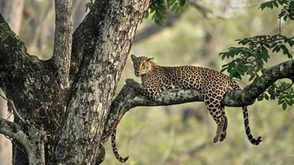 ഈ ചിത്രത്തിലൊരു പുലിക്കുട്ടി പതുങ്ങുന്നുണ്ട്, കണ്ടുപിടിക്കാമോ? ട്വിറ്ററിൽ വൈറലാകുന്ന ചോദ്യം
