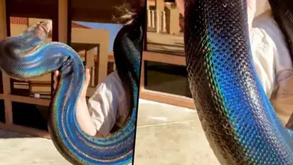 Watch: Incredible video of beautiful rainbow snake will stun you