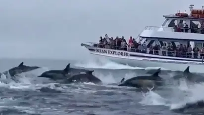 Hundreds of dolphins stampede beside tour boat; Harsh Goenka shares viral video