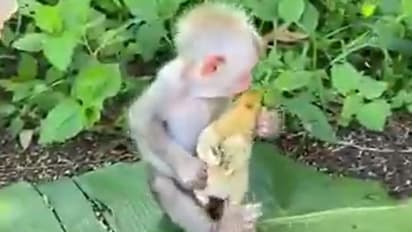 ಕೋಳಿ ಮರಿಗೆ ಸಿಹಿ ಮುತ್ತು ನೀಡಿ ಬಿಗಿದಪ್ಪಿದ ಕೋತಿ ಮರಿ; ಹೃದಯಸ್ಪರ್ಶಿ ವಿಡಿಯೋ ವೈರಲ್!