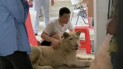 അധികൃതർ അറിയാതെ സിംഹത്തെ വളര്ത്തി; ഒടുവില് ടിക് ടോക് വീഡിയോ ചതിച്ചു