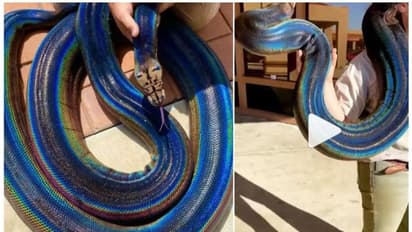 മഴവിൽ അഴകുള്ള കൂറ്റൻ പാമ്പിനെ കഴുത്തില്‍ ചുറ്റി യുവതി; വീഡിയോ കാണാം