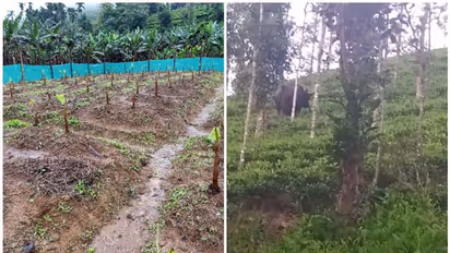 കൃഷി നശിപ്പിച്ച് കാട്ടുപോത്തുകളും; വാളാട് ഇരുമനത്തൂരില് കര്ഷകര് പ്രതിഷേധത്തില്