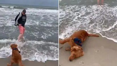 Dog’s hilarious reaction to waves will make your day; Watch video