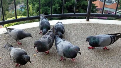 मुंबई का एक परिवार बालकनी में कबूतरों को नहीं खिला पाएगा दाना, अदालत ने सुनाया है ऐसा फैसला