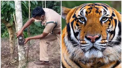 সুন্দরবনে কাঁকড়া ধরতে গিয়ে বাঘের কবলে মৎস্যজীবী, প্রাণ বাঁচাতে ভয়ে পালাল সঙ্গীরা