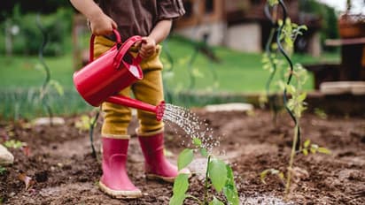 বাড়িতে বাগানের সখ, বাস্তু মেনে গাছ রাখছেন তো, নচেত হতে পারে ভয়ানক বিপদ