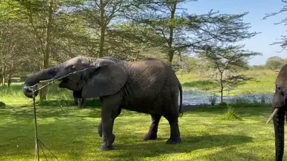 Haveri: ಹಾನಗಲ್‌ನಲ್ಲಿ ಒಂಟಿ ಸಲಗ ಪ್ರತ್ಯಕ್ಷ: ಆತಂಕದಲ್ಲಿ ಜನತೆ