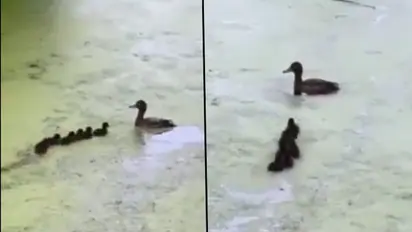 Mother duck plays 'Hide and Seek' with her ducklings; this cute video will make your day