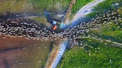 Drone photographer's epic timelapse of herd of sheep mesmerises internet; watch the video
