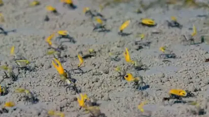 Fiddler crabs' collective movements with their colourful claws is a must watch