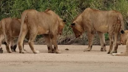 ആരടാ നീ; ഞണ്ടിനെ അത്ഭുതത്തോടെ വീക്ഷിക്കുന്ന സിംഹക്കൂട്ടം, കൗതുകമായി വീഡിയോ