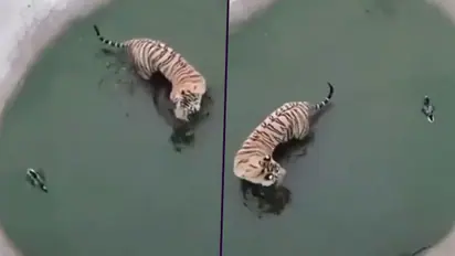 Watch Duck eludes tiger attack: Video teach us how to face problems Skilfully