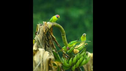 ചെറുവാടിയിലെ തത്തകള്‍; കാണാം നിസാര്‍ കൊളക്കാടന്‍റെ ചിത്രങ്ങള്‍