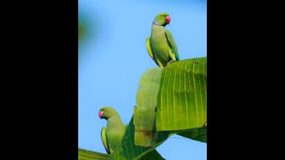 തത്തയെ കൂട്ടിലിട്ട് വളര്ത്തി, അയല്വാസി വിവരം നല്കി, കേസ്; മൂന്ന് വര്ഷം വരെ തടവ് ലഭിക്കാവുന്ന കുറ്റം
