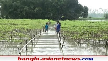 প্রবল বর্ষণে ভয়াবহ ক্ষতির মুখে চাষের জমি, সরকারের 'কৃষি বীমা'-র আশায় অসহায় কৃষকরা