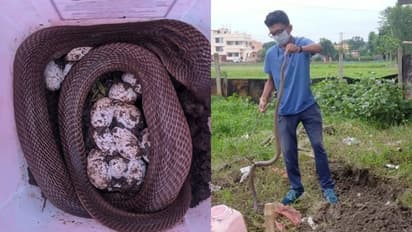 লোকালয়ে সাপের বাসা, উদ্ধার গোখরোসহ ৩৫টি ডিম