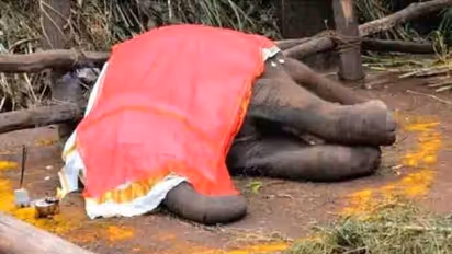 കോട്ടൂരിലെ ആനക്കുട്ടിയുടെ മരണം അപൂർവ്വ വൈറസ് ബാധിച്ച്, ഒരാനക്കുട്ടിക്ക് കൂടി രോഗലക്ഷണം