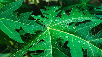  പപ്പായയ്ക്ക് മാത്രമല്ല ഇലയ്ക്കുമുണ്ട് നിരവധി ഔഷധ ​ഗുണങ്ങൾ, കൂടുതലറിയാം 