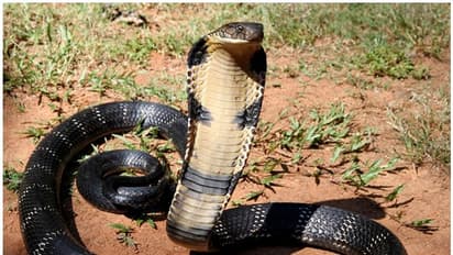 'രാജവെമ്പാലയുടെ കടിയേറ്റാൽ ചികിത്സയില്ല എന്നൊക്കെ പറയുന്നത് തെറ്റാണ്'; ഡോക്ടറുടെ കുറിപ്പ് വായിക്കാം