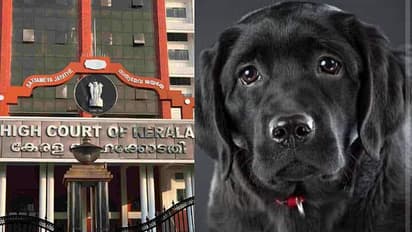 'In Re: Bruno': HC lists 8 steps for Kerala govt to end frighteningly frequent acts of animal cruelty