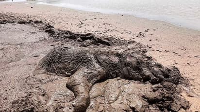 ചെളിയില് താഴ്ന്ന് ഒരു ഫോസില് ആകില്ല നീ ! കെനിയയില് നിന്ന് ഒരു രക്ഷപ്പെടുത്തലിന്റെ കഥ