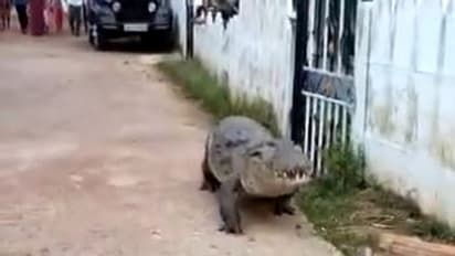 ঘন জনবসতির মধ্যে অবলীলায় ঘুরে বেড়াচ্ছে কুমির, ভাইরাল ভিডিও