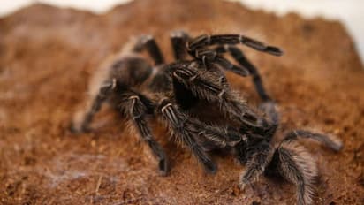 ചെന്നൈയില് തപാലില് എത്തിയത് നൂറിലധികം എട്ടുകാലികള്; പോളണ്ടിലേക്ക് ഡീ പോര്ട്ട് ചെയ്യാനൊരുങ്ങി അധികൃതര്