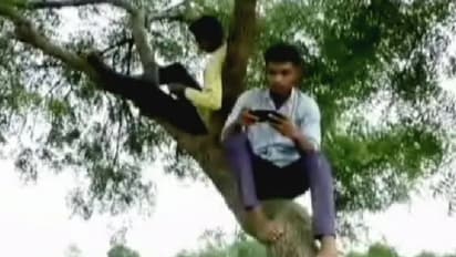 ഇന്റര്‍നെറ്റ് ലഭിക്കുന്ന ഏക സ്ഥലം; ഇതാണ് 'നെറ്റ്വര്‍ക്ക് മരം'